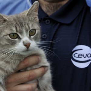 Ceva toujours en bonne santé